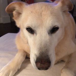 Meet your Posher, Alice